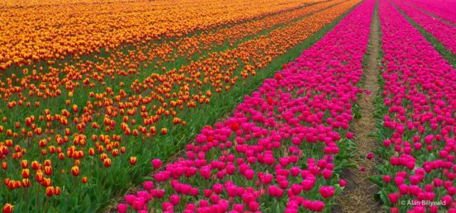 En åker av tulipaner fordelt i striper i rosa, rødt og gult.