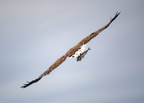 Havørn som har sikret seg middagen – rett fra bølgene i ville og vakre Hustadvika.